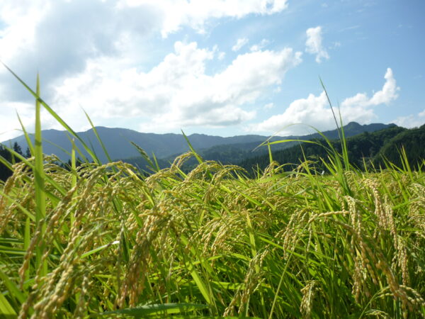 Niigata Sake Travel Recommendations <Linha do Rio Agano: Cidade de Gosen, Cidade de Agano e Cidade de Agano